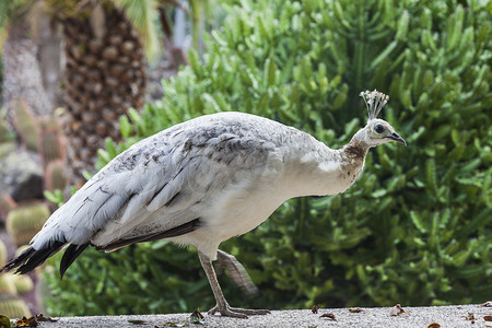 在大加那利岛看到的白孔雀