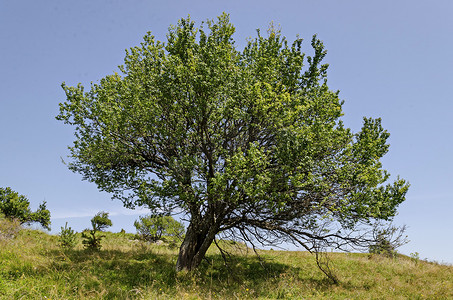 维托沙山夏季林间空地上的野李树