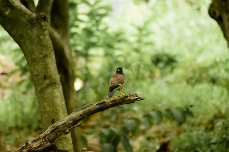 引进摄影照片_在杂食性林地环境的森林树枝中发现的常见八哥或印度八哥（鹭科八哥鸟科八哥）。 