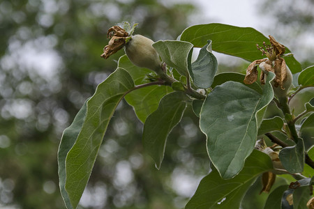 木瓜树的分支与新的绿色水果特写镜头，Drujba