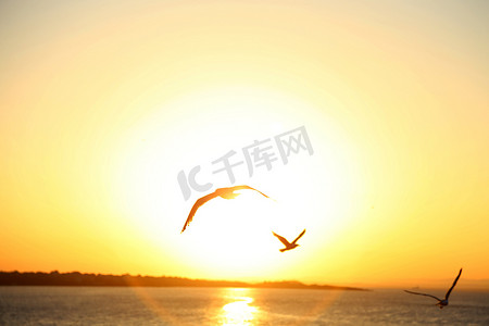 日落时飞翔的海鸥剪影