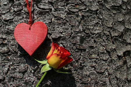 一颗红心和一朵玫瑰