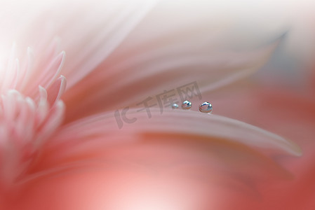 美丽的自然 Background.Floral 艺术设计.Abstract Macro Photography.Gerbera Daisy Flower.Pastel Flowers.Orange 背景。