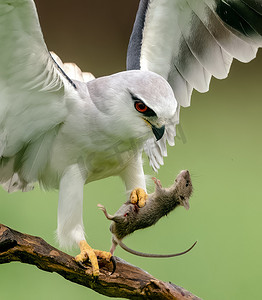 树枝上的红眼白雕鸮 (Bubo scandiacus)