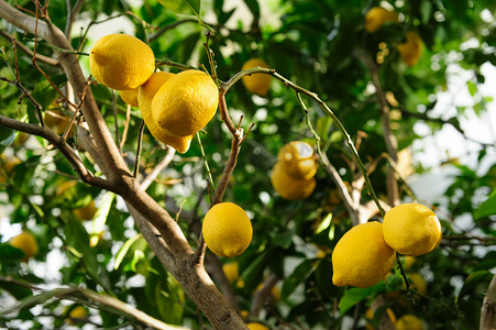 挂在树上的柠檬果实