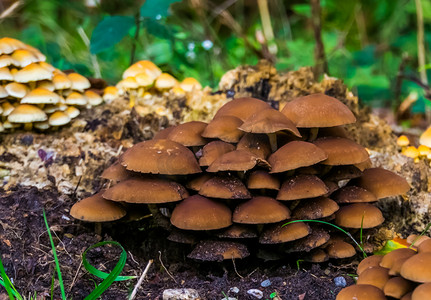 一大群栗子脆茎蘑菇，来自欧洲的常见真菌
