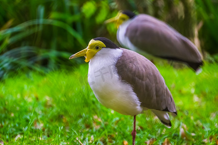 蒙面田凫的特写，来自澳大利亚的热带鸟类，涉水鸟