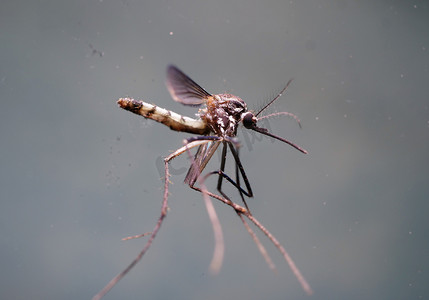寄生虫蚊子摄影照片_实验室蚊子分析