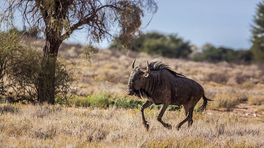 南非 Kgalagadi 跨境公园的蓝色牛羚