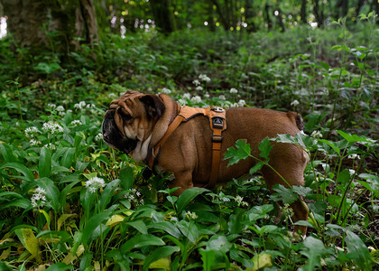 红色英国英国斗牛犬在森林绿草中行走