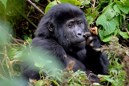 一只小山地大猩猩在布恩迪密林中觅食。