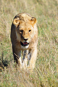 四大名著ppt摄影照片_狮子是豹属四大猫科动物之一