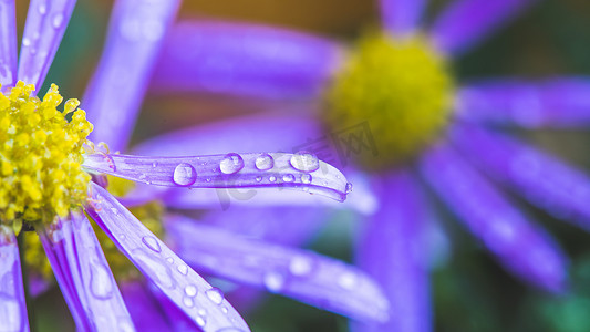 上水摄影照片_雨后的紫花，墙纸：紫花上水滴的宏观