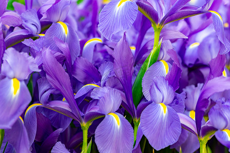 紫色花朵背景水平全长特写镜头