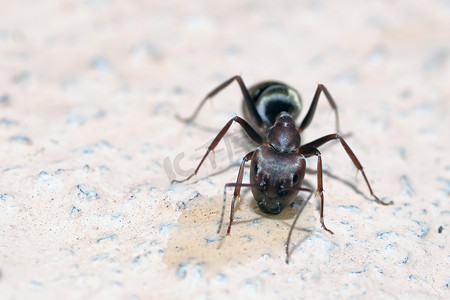观察蚂蚁摄影照片_蜜罐蚂蚁