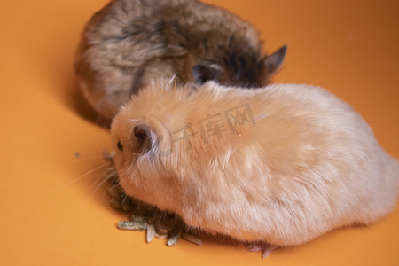 两只，棕色和米色，仓鼠老鼠为橙色背景中孤立的啮齿动物吃食物。