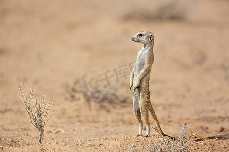 跨境黑五促销主图摄影照片_南非 Kgalagadi 跨境公园的猫鼬