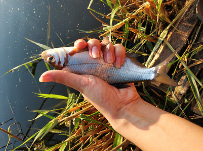 手里拿鱼摄影照片_渔夫手里拿着一条刚从河里打捞上来的鱼。