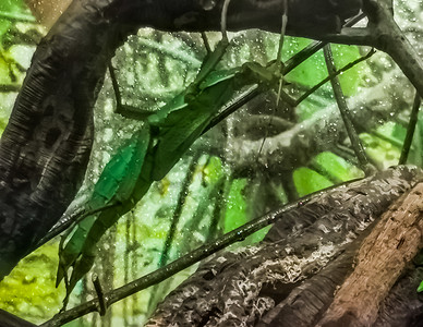 一只绿色雌性马来亚丛林若虫的特写，来自亚洲的手杖昆虫