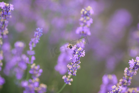田中摄影照片_盛开的薰衣草田中的紫色斑块。