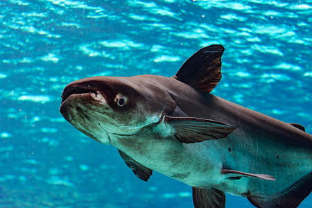 濒临灭绝摄影照片_一只濒临灭绝的湄公河巨型鲶鱼 Pangasianodon gigas 在蓝水水族馆游泳时