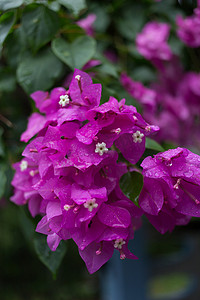 紫色粉色纸花