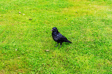黑绿背景摄影照片_近距离观察黑乌鸦、城市花园中的野鸟、多汁的绿草