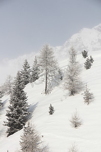 索尔登的冬季山林
