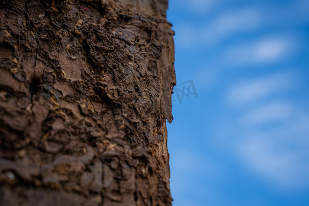选定的焦点特写在蓝天背景的白蚁出没的木杆上。