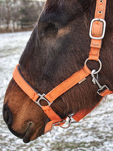 患有月盲症的马失去了眼睛