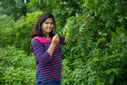 治愈森林摄影照片_年轻女孩在田间检查或观察印楝（Azadirachta indica）树叶