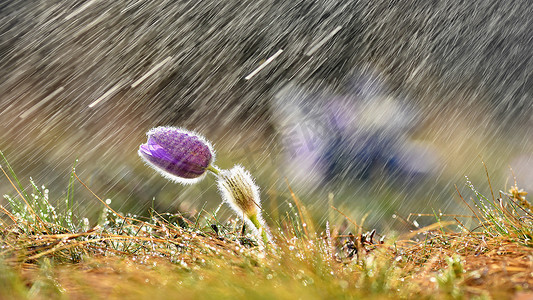 人气大牌摄影照片_与花和雨的美好的春天背景。