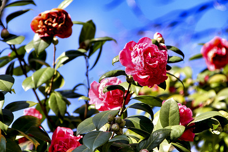 吉马良斯花园中的粉红色山茶花