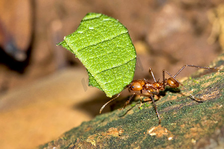 切叶蚁，Marino Ballena 国家公园，哥斯达黎加
