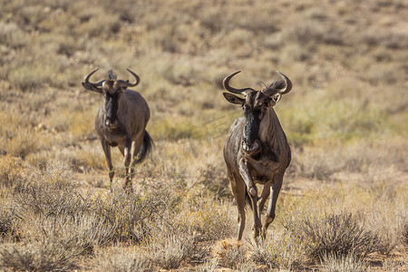 跨境主图摄影照片_南非 Kgalagadi 跨境公园的蓝色牛羚
