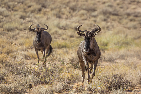 南非 Kgalagadi 跨境公园的蓝色牛羚