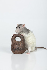 大鼠和体重