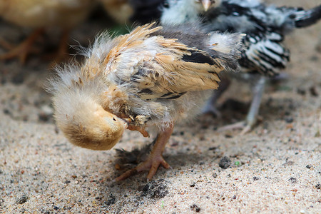 年轻的小矮脚鸡公鸡小鸡在沙子里清洁
