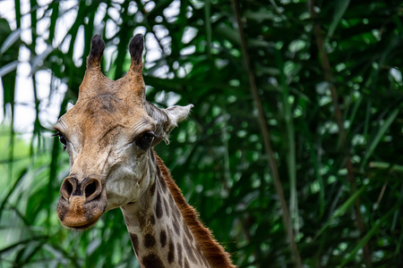 漂亮长颈鹿摄影照片_长颈鹿 camelopardalis 长颈鹿头在亚洲某处动物园的特写照片