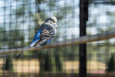 坐在鸟笼里的一根棍子上的蓝色普通长尾小鹦鹉