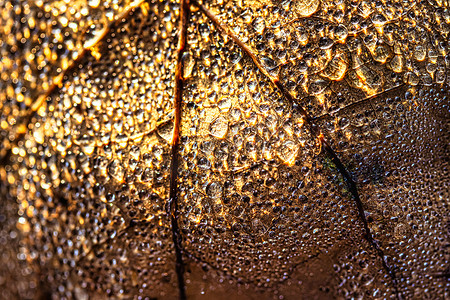 露珠落在秋天的落叶上，在阳光下闪闪发光，用散景特写拍摄。