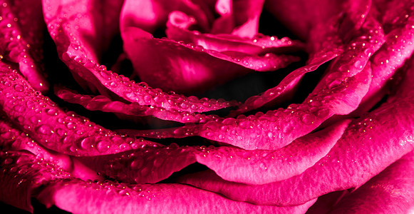 甜美金克丝摄影照片_粉红玫瑰的甜美色彩，浪漫色彩的自然花卉背景