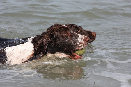 工作型英国史宾格犬和可卡犬在 th 游泳