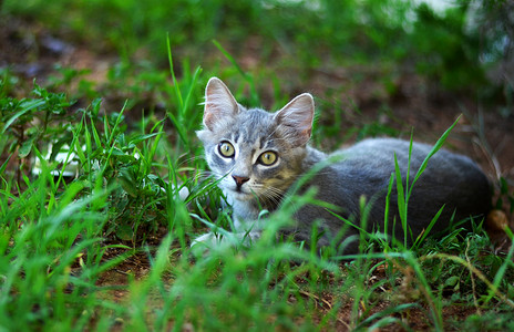 花园里的小猫摄影照片_小猫在花园里放松