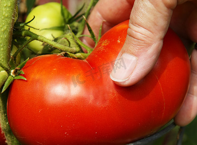 摘番茄摄影照片_手摘大红番茄