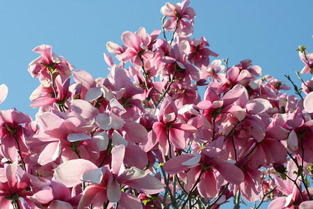 盛开的鲜红玉兰树 Hellroter Magnolienbaum in voller bl�te