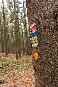 森林中一棵树上的旅游路线标记，背景是树木。