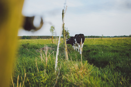 牛牧场摄影照片_斑点黑色和白色