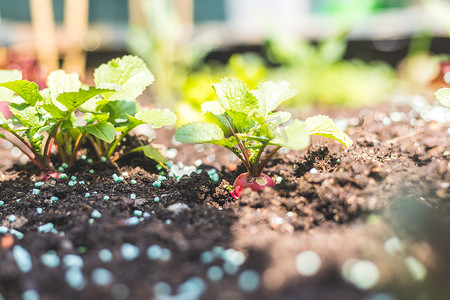 城市园艺、有机蜗牛和鼻涕虫饵：沙拉、蔬菜和萝卜在自家花园肥沃的土壤上种植，高架床。