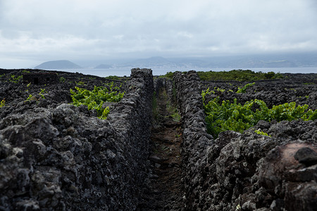 受保护摄影照片_受保护的葡萄园景观，Pico，亚速尔群岛
